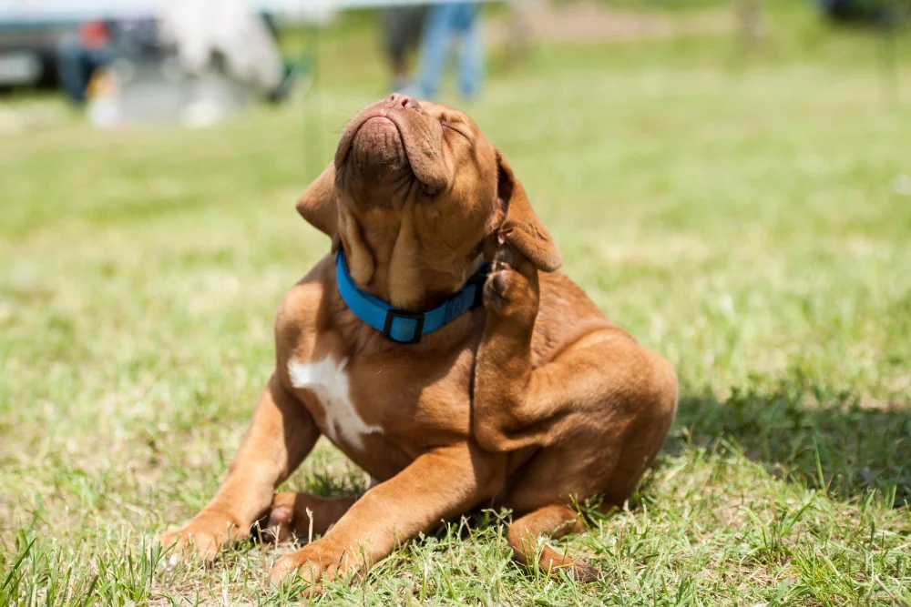 How to Seek Professional Help for Your Allergic Pet