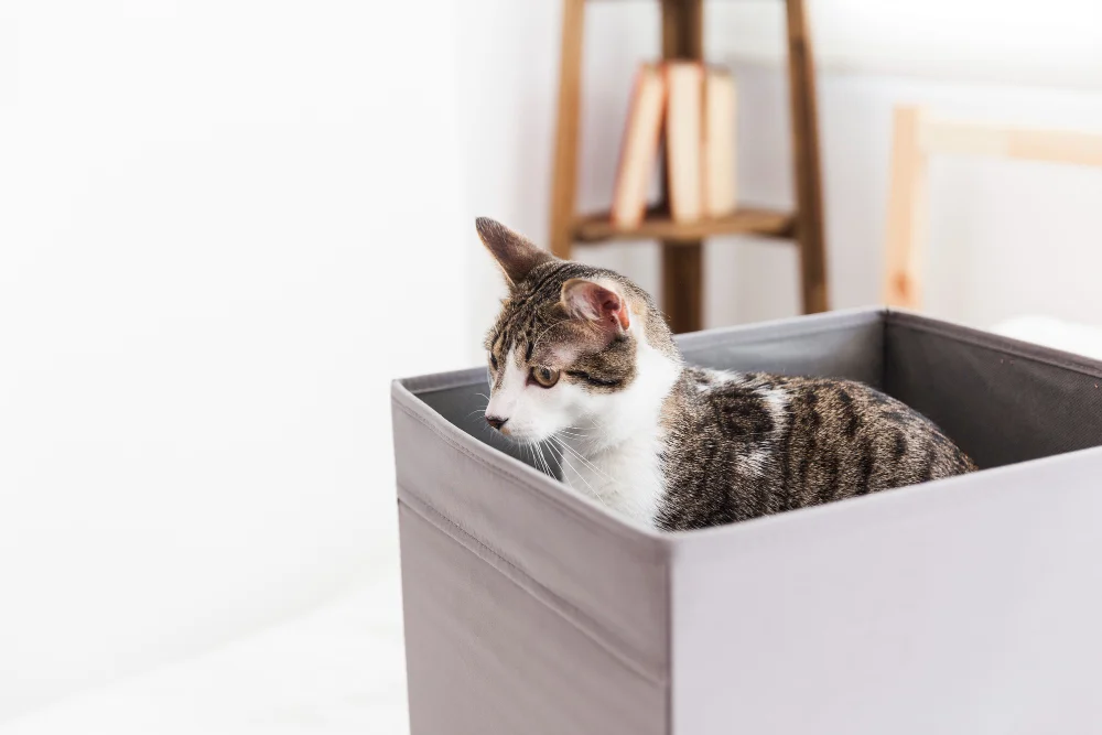 Causes of Litter Box Aversion