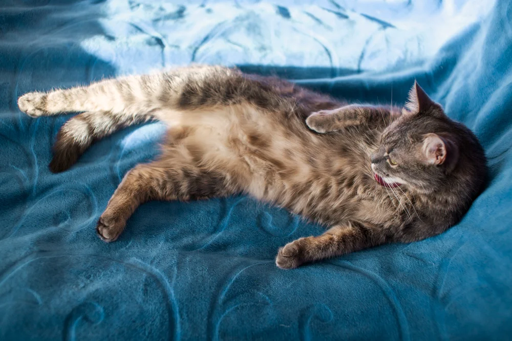 Creating an allergy-friendly home starts with clean air, fewer irritants, and mindful choices—protect your family and pets from common allergy triggers.