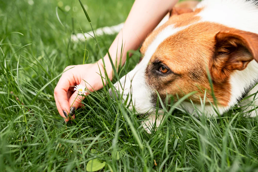 Recognizing Allergy Symptoms in Pets