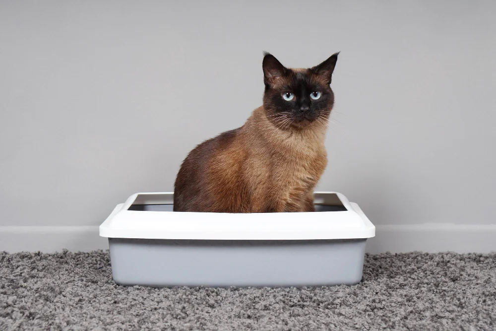 The Role of Litter Box Cleanliness