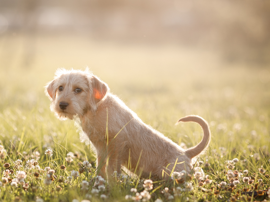 Causes of Bladder Infections in Dogs