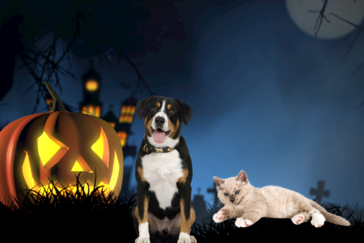 Comprehensive Guide to Halloween Safety for Pets