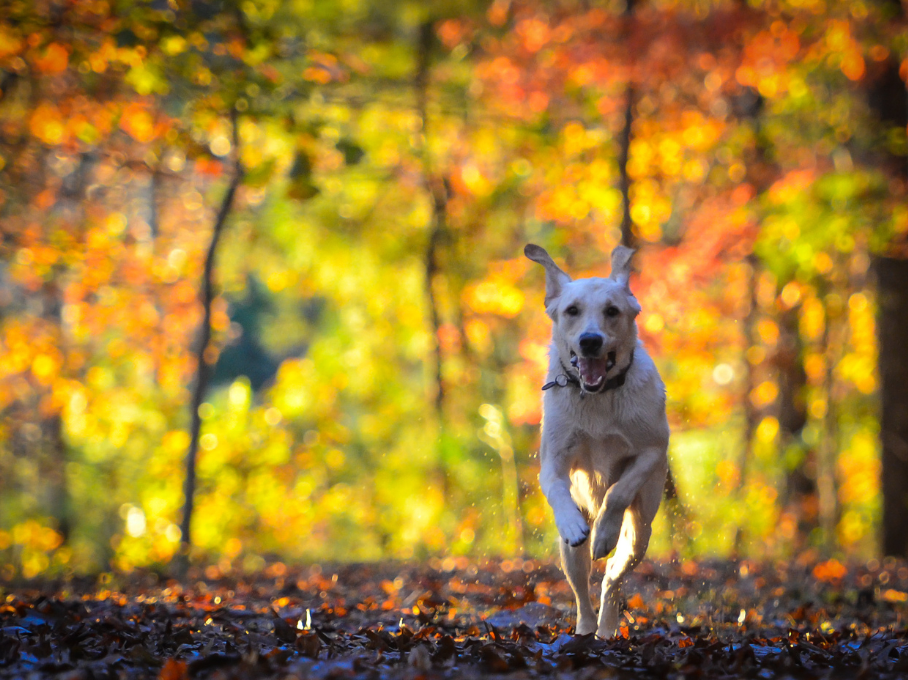 Dog Activities Edmonton - Top 5 Fall Activities To Do With Your Dog In Edmonton