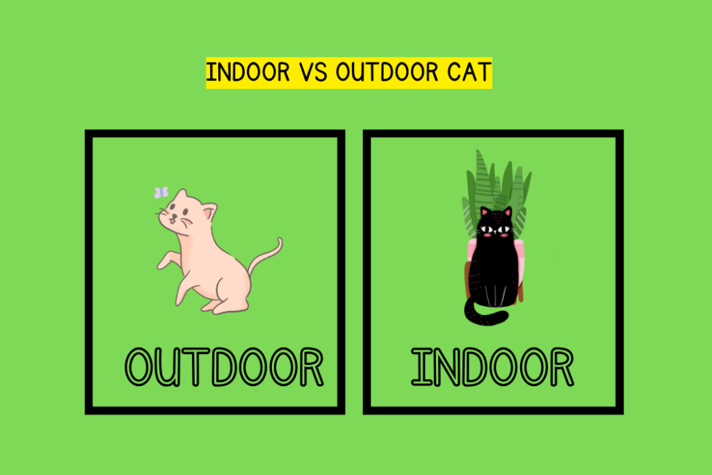 INDOOR VS OUTDOOR CAT