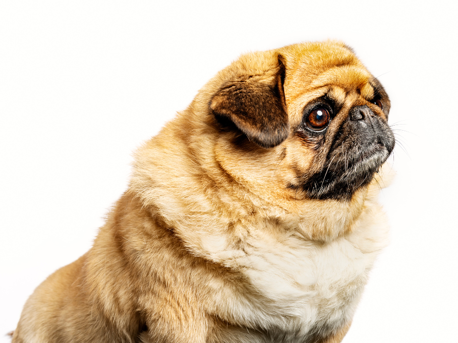 Obesity in Dogs - What to Know