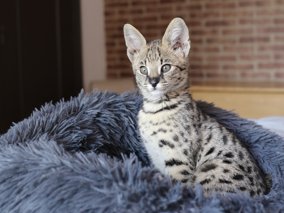 Savannah cats as house pets - vet edmonton