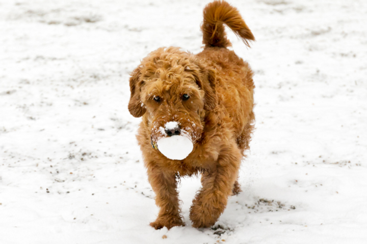 3 Delightful Activities for Dogs to Enjoy in the Snow