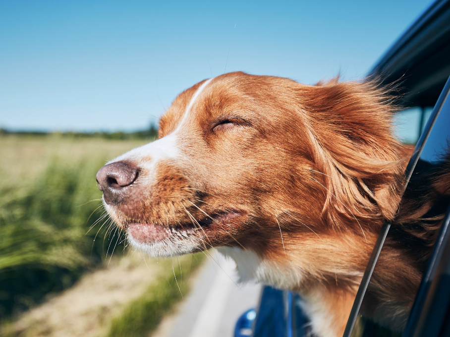 Traveling with Your Dog - Guide and More