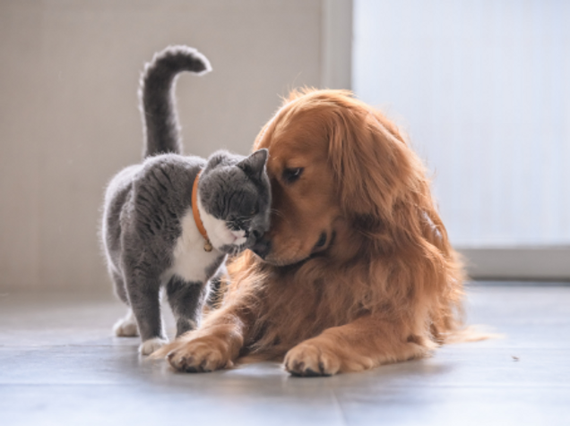 Urinary Issues in Pets