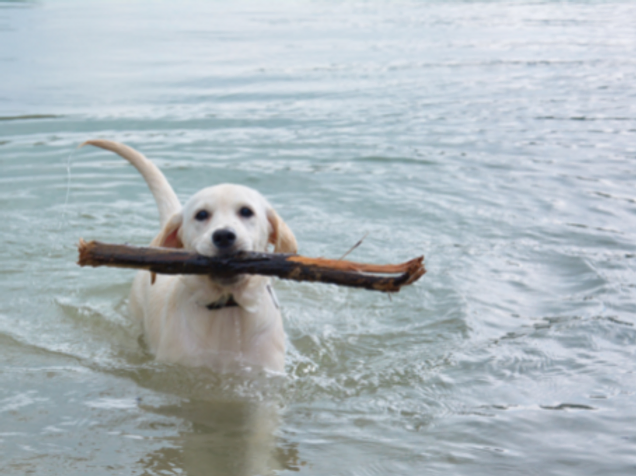 dogs and water safety