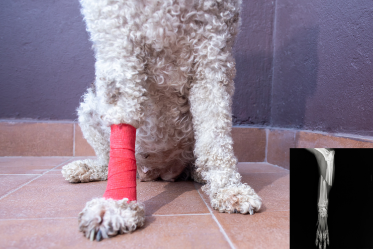 Canine Fracture Care