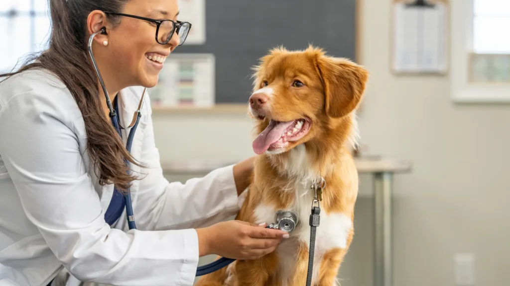 Heart Murmur in Dogs and Cats