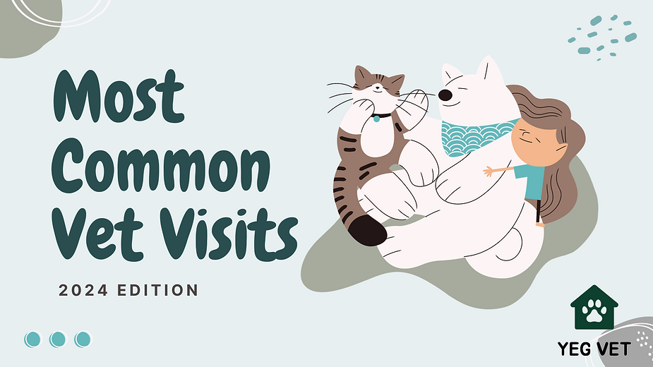Most Common Reasons For Vet Visits in 2024