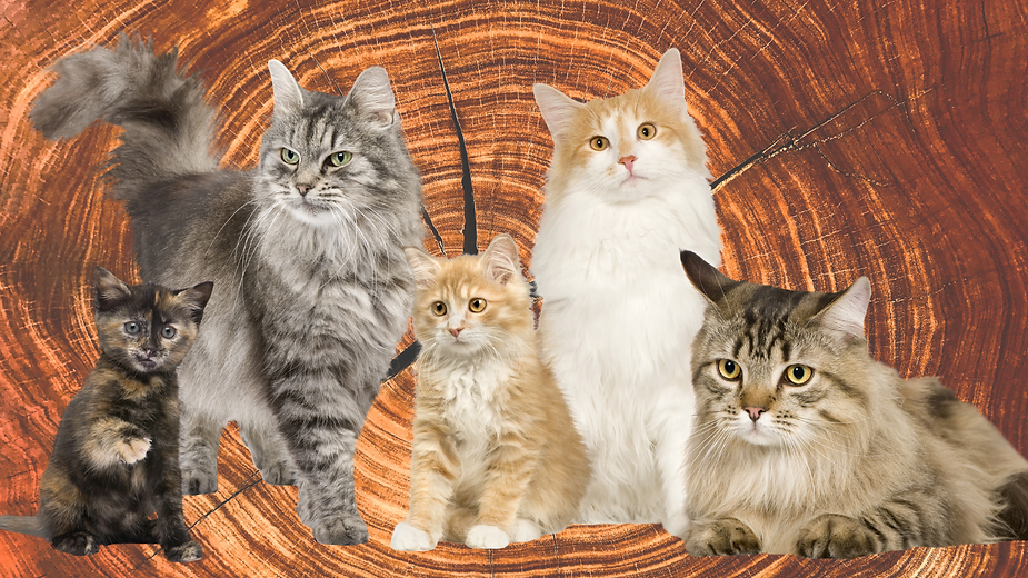 Understanding Cat Lifespan - From Kitten to Cat