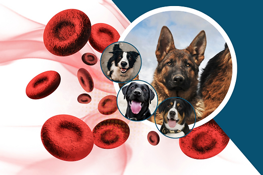Understanding and Managing Chronic Anemia in Dogs