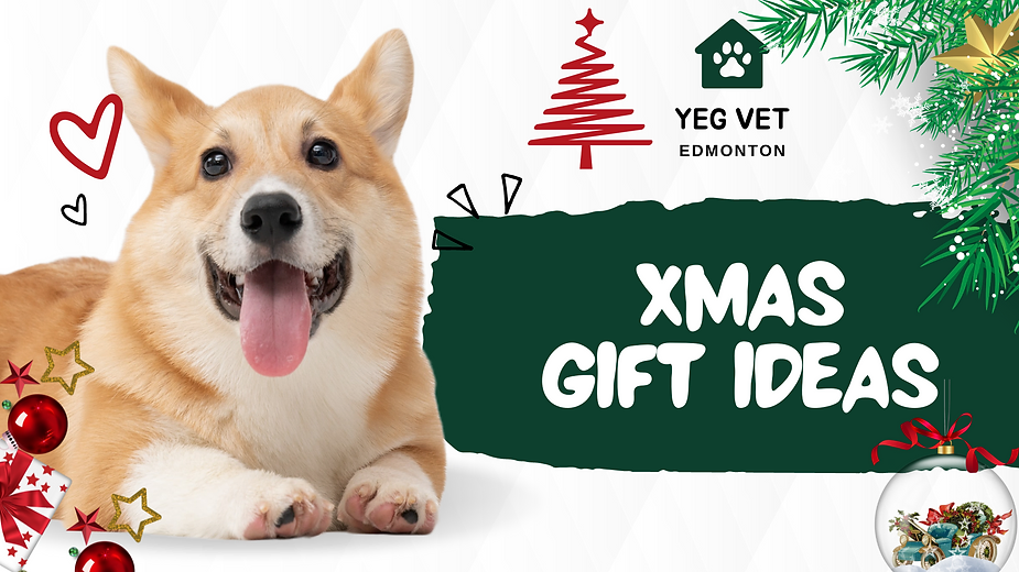 Xmas Gift Ideas For Dogs
