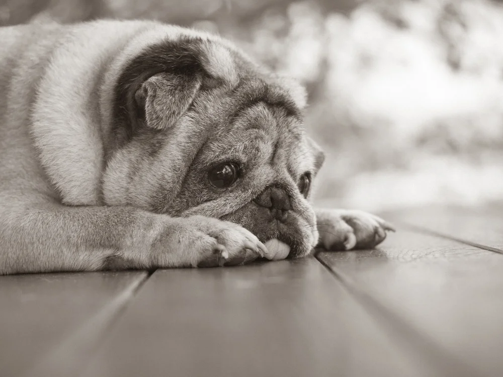 Back-to-School Blues - Do Pets Get Separation Anxiety