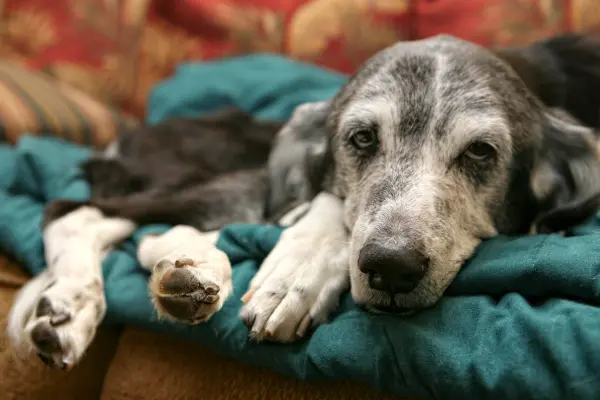 Senior Pets