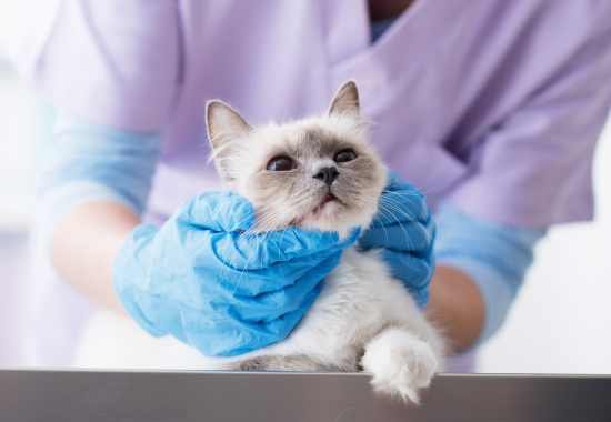 Blood and Urine Testing