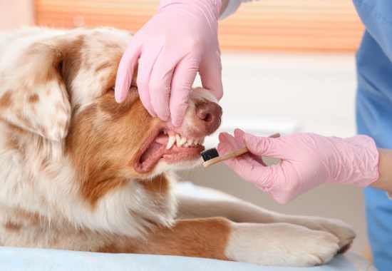 Dental Cleaning Pet