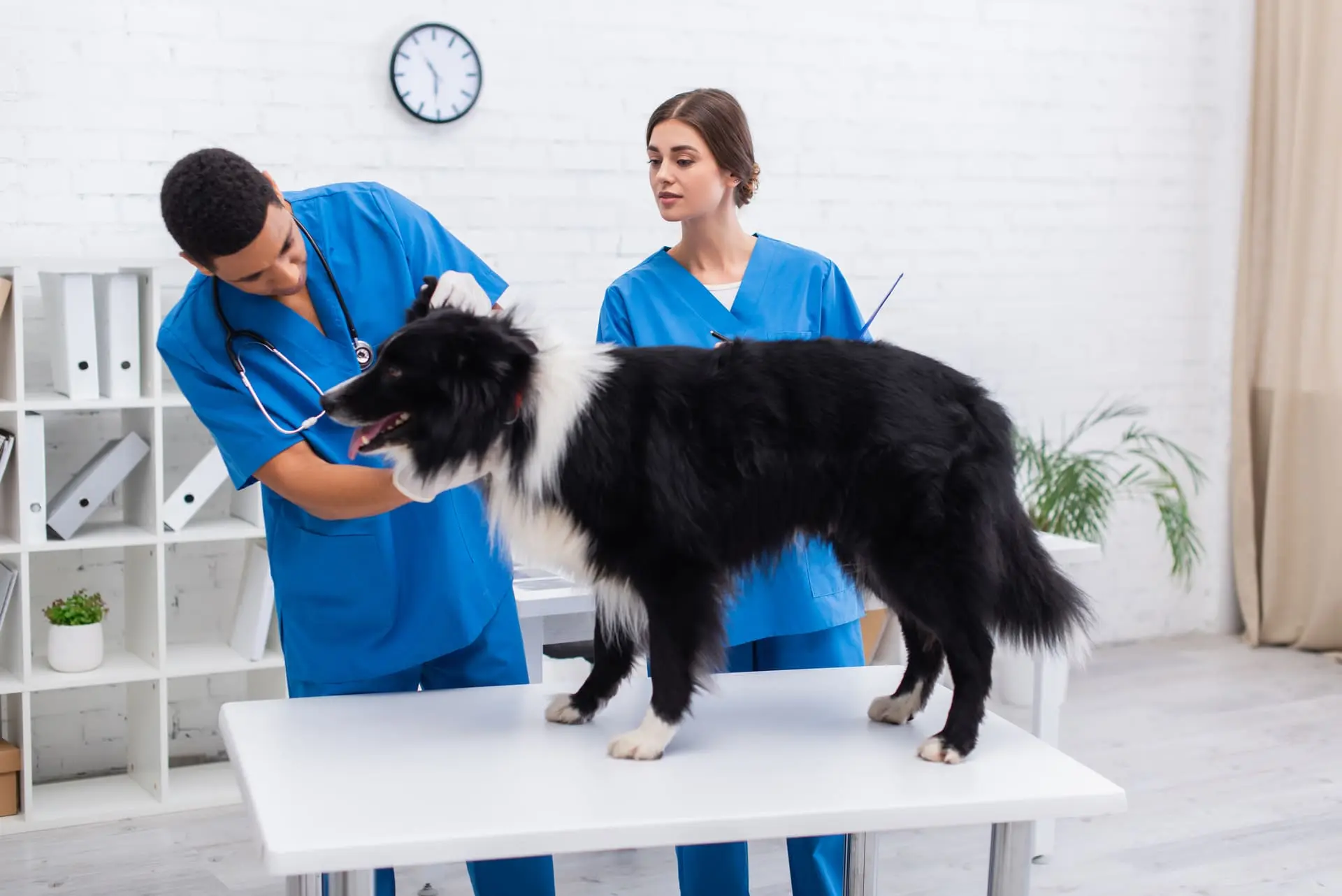 Emergency Vet
