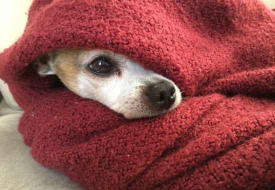 Pet Eye Exam and Testing