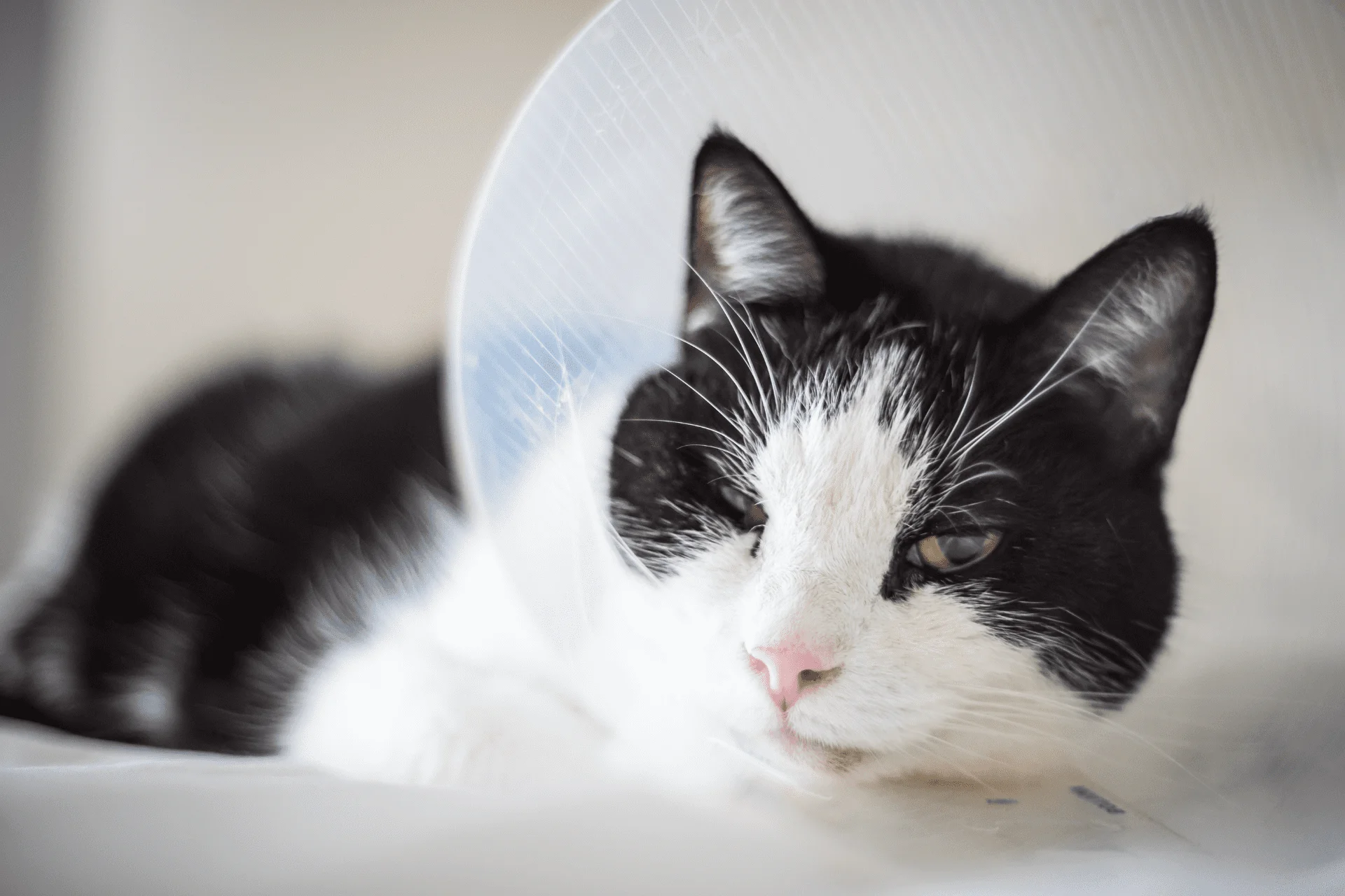 Spay, Neuter, and Routine Surgery