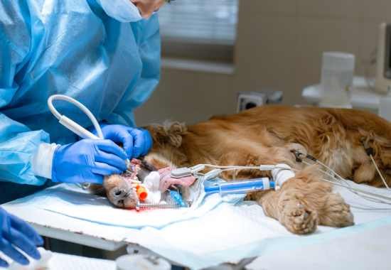 Pet Surgery Edmonton