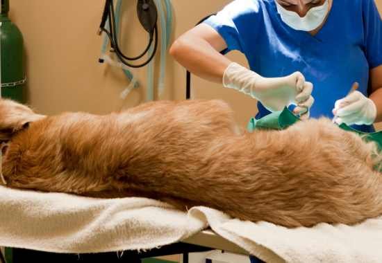 Canine TPLO Surgery