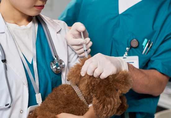 Pet Vaccinations Edmonton