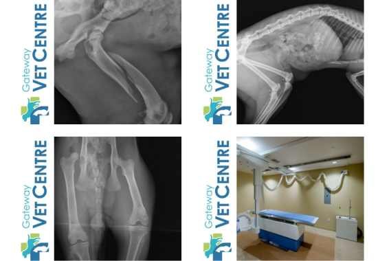 X-Ray Services For Cats and Dogs